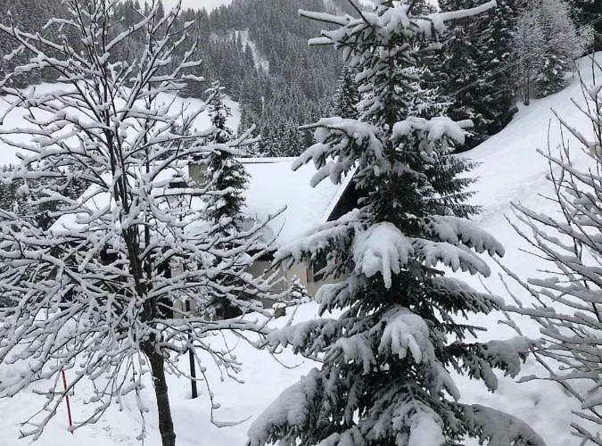 Lys 14 Rue Sigma * Шампуссин